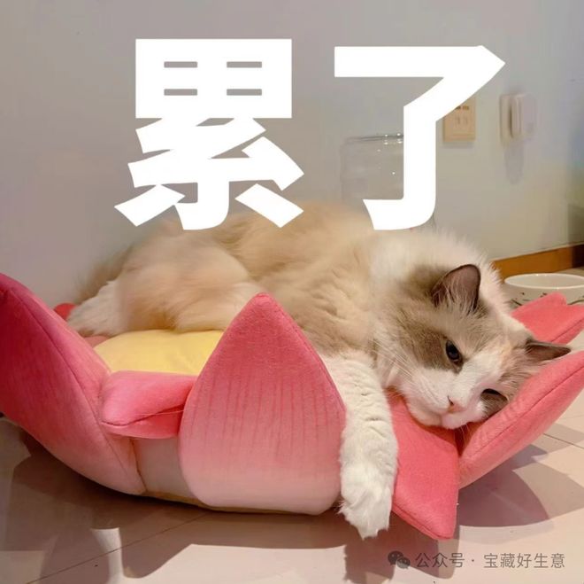 消费品从业者的五年创业思考CQ9电子网站深度 一个新(图5)
