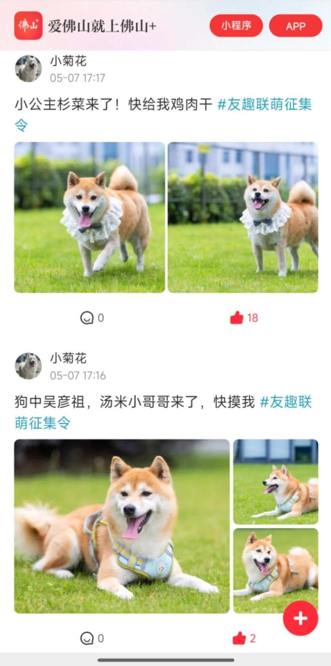 ！友趣会宠物交友墙火热招募中CQ9电子网站萌宠出道就现在(图1)