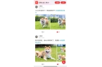 ！友趣会宠物交友墙火热招募中CQ9电子网